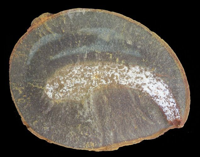 Didontogaster Fossil Worm (Pos/Neg) - Mazon Creek #70587